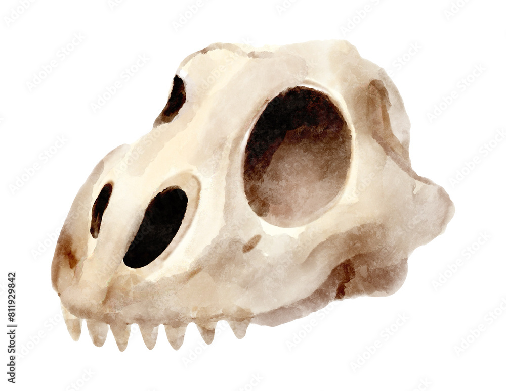 Skull of dinosaur . Watercolor painting style . Illustration .