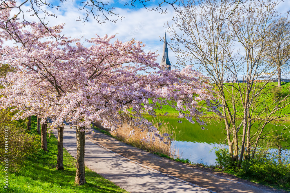 Beautiful cherry blossom trees in Langelinie park in Copenhagen, Denmark