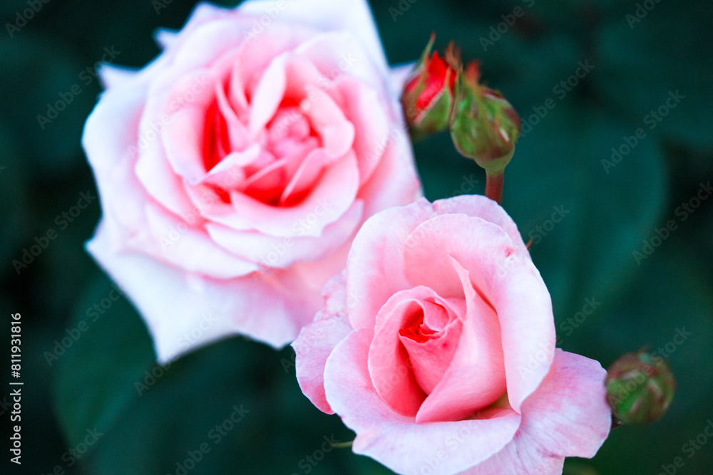 ピンク色の薔薇 ピンク色の薔薇