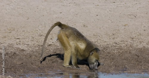 Close-up.  Male Chacma baboon drinking at a drying up river. Drought. Climate Change. Climate Emergency photo