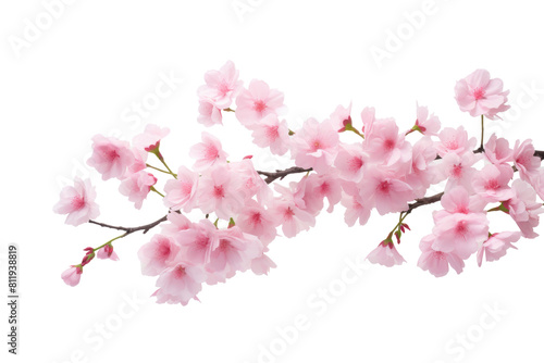 Pink Cherry Blossoms in White Round Vase
