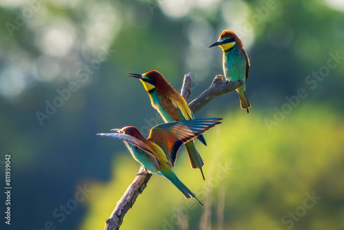 Obraz na plátně Three European bee-eater (Merops apiaster)