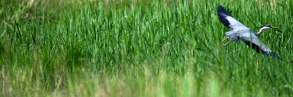 Graureiher Vogel (Fischreiher, Ardea cinerea) startet aus dem Seeufer Schilfgürtel zum Flug. Broschüren Layout 2024 für Newsletter Abos. Graureiher Vogel (Fischreiher, Ardea cinerea) startet aus dem Seeufer Schilfgürtel zum Flug. Broschüren Layout 2024 für Newsletter Abos.
