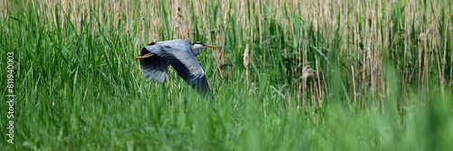 Graureiher Vogel (Fischreiher, Ardea cinerea) startet aus dem Seeufer Schilfgürtel zum Flug.