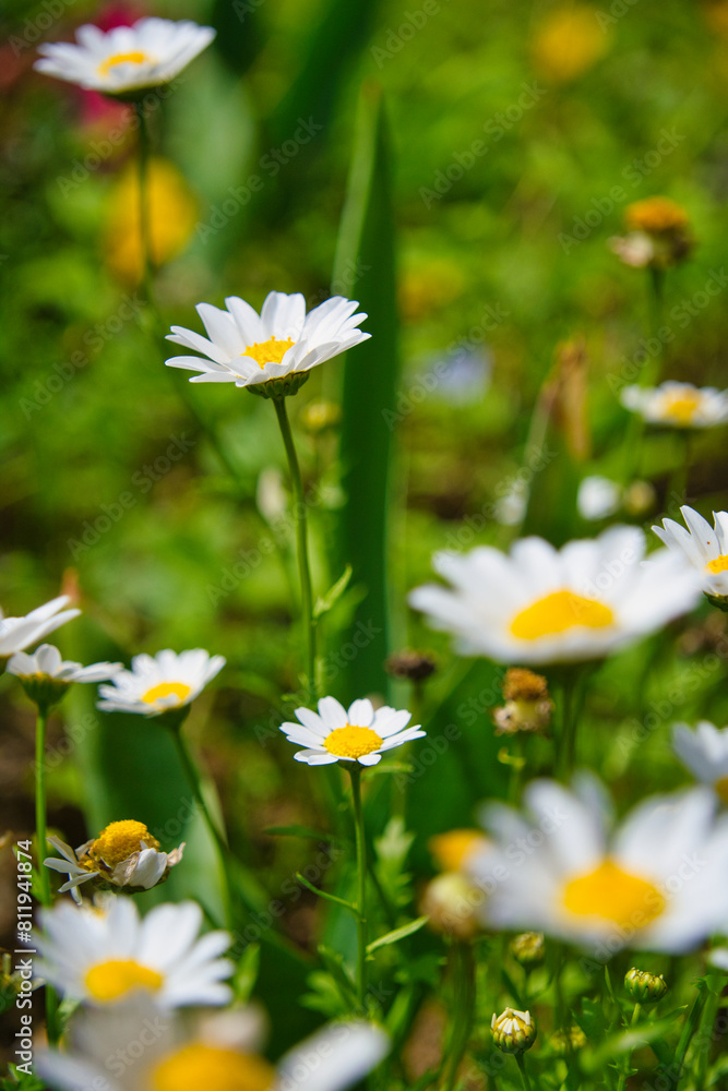 神奈川県横須賀のくりはま花の国の花々 神奈川県横須賀のくりはま花の国の花々