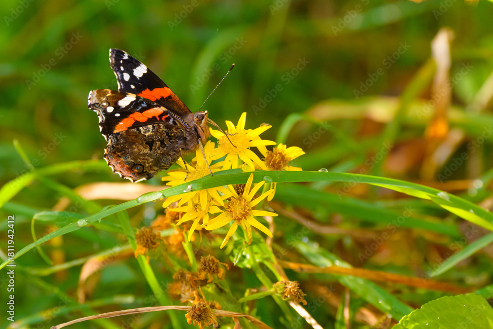 A Red Admiral butterfly (Vanessa atalanta) on vegetation at Insh Marshes nature reserve, Badenoch and Strathspey, Highland, Scotland. A Red Admiral butterfly (Vanessa atalanta) on vegetation at Insh Marshes nature reserve, Badenoch and Strathspey, Highland, Scotland.