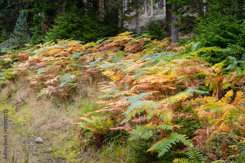 Autumn colours in ferns in a Scottish forest, UK. photo