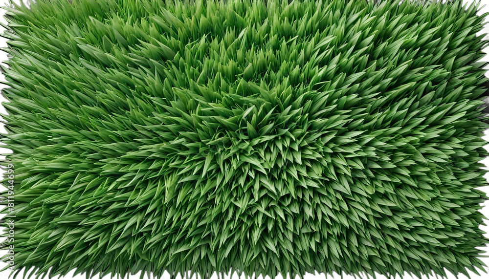grass green texture background lawn space blank top view ground field plant fresh up high nature meadow natural flora overhead beautiful colours pattern spring clean empty greenery recreation land