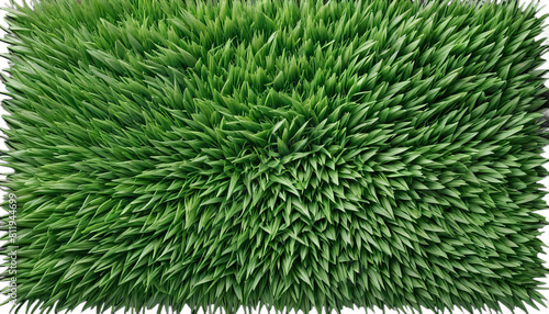 Obraz na płótnie grass green texture background lawn space blank top view ground field plant fresh up high nature meadow natural flora overhead beautiful colours pattern spring clean empty greenery recreation land w salonie