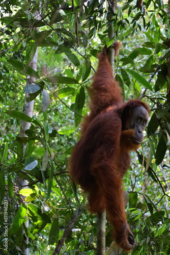 Sumatran orangutan in Gunung Leuser National Park, North Sumatra, Indonesia © Tom