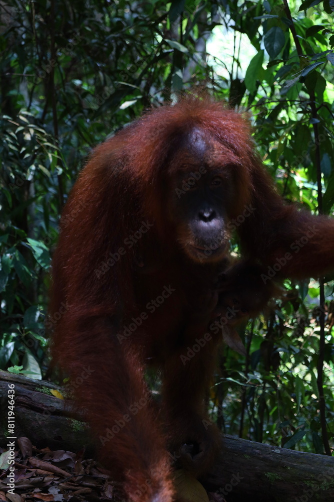 Obraz premium Sumatran orangutan in Gunung Leuser National Park, North Sumatra, Indonesia