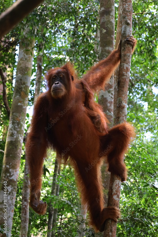 Naklejka premium Sumatran orangutan in Gunung Leuser National Park, North Sumatra, Indonesia
