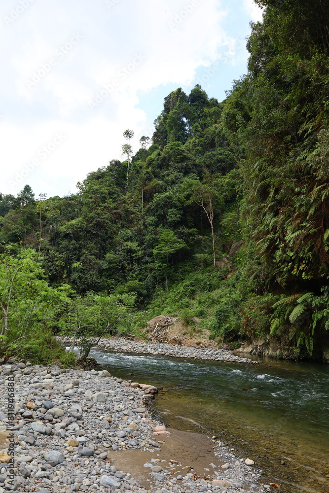 Scenery of lush jungle at Bukit Lawang - Gunung Leuser National Park Scenery of lush jungle at Bukit Lawang - Gunung Leuser National Park
