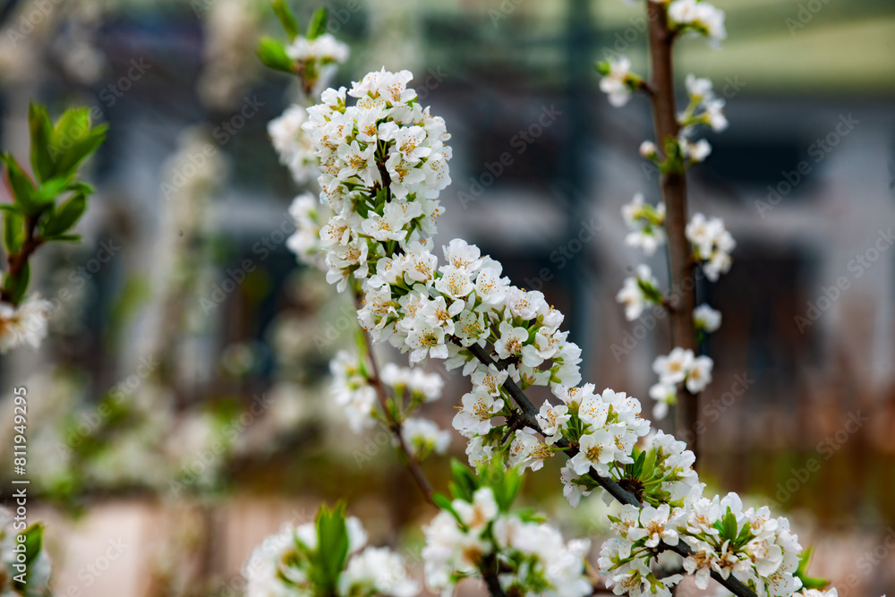 In spring, plants grow fresh and tender flowers and leaves of various colors In spring, plants grow fresh and tender flowers and leaves of various colors