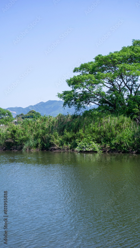 初夏の遠賀川の中州にある森