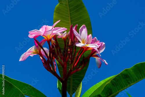 Plumeria flowers against a blue sky.