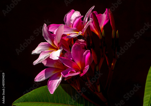 Pink small plumeria flowers on a black background.