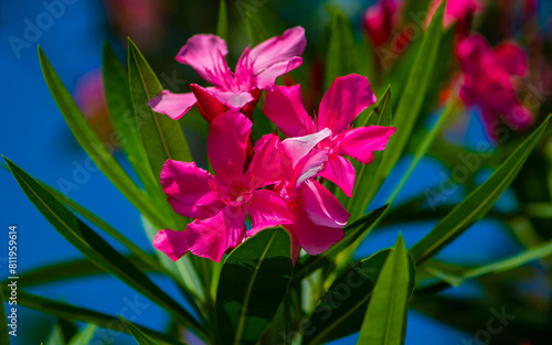 Pink oleander flowers against a background of a green branch and blue sky.