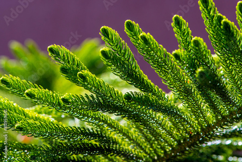 Fir branch, small needles on a dark background.