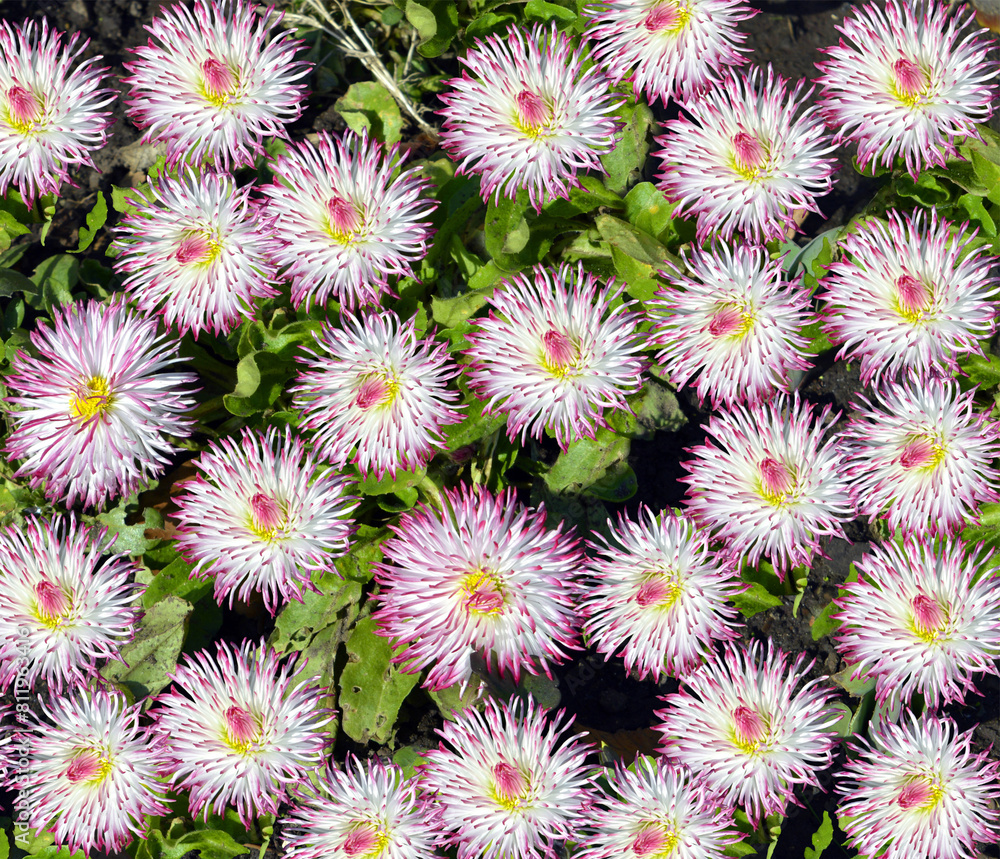 Bellis perennis Pomponette flowers in a flower bed Bellis perennis Pomponette flowers in a flower bed
