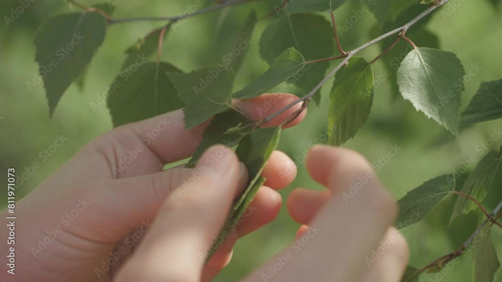 Child Touches Fresh Green Leaves Foliage on Birch Tree Branch in Spring. Close-up of Young Girl Stroking Her Fingers Surface Along Green Leaf. Female Hand Touching Leaf Birch of Nature With Sunlight. Child Touches Fresh Green Leaves Foliage on Birch Tree Branch in Spring. Close-up of Young Girl Stroking Her Fingers Surface Along Green Leaf. Female Hand Touching Leaf Birch of Nature With Sunlight.
