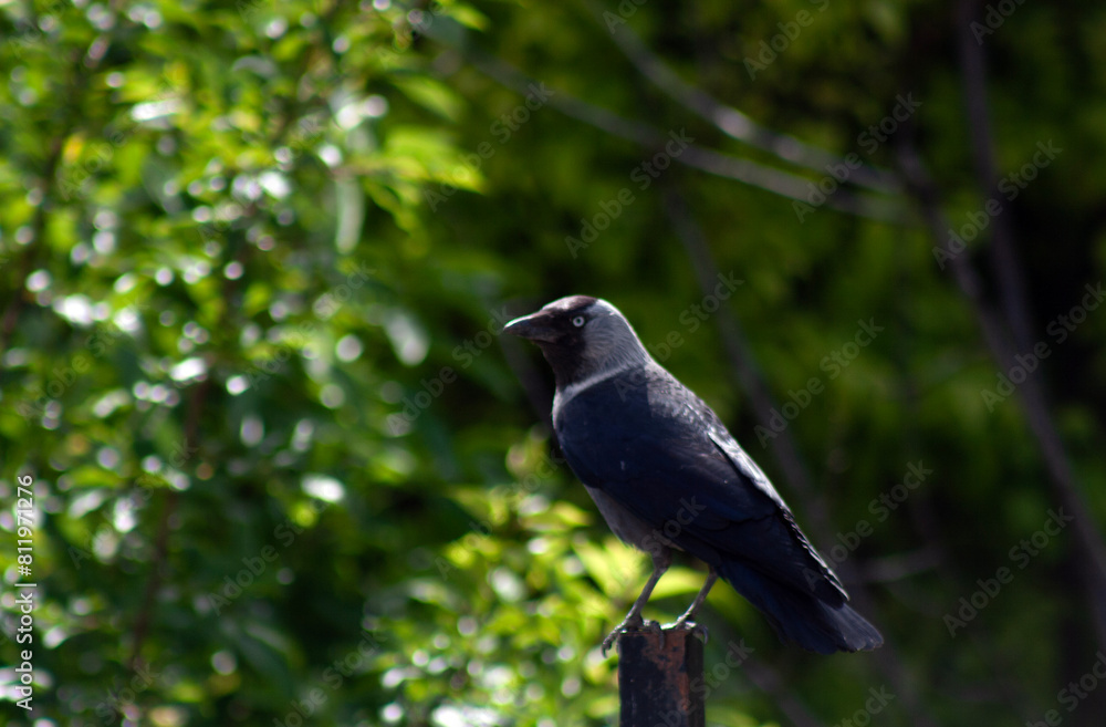 crow on a branch crow on a branch