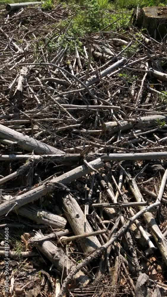 Felled trees and broken branches of timber on the ground at a lumberyard in a forest Felled trees and broken branches of timber on the ground at a lumberyard in a forest