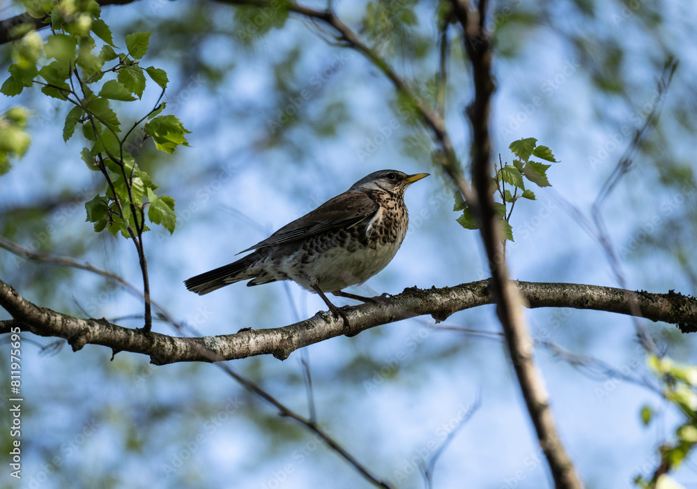 fieldfare thrush in a green forest looking for food on a sunny spring day fieldfare thrush in a green forest looking for food on a sunny spring day