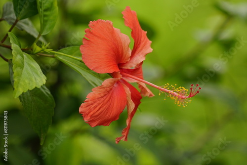 Close-up of blooming hibiscus