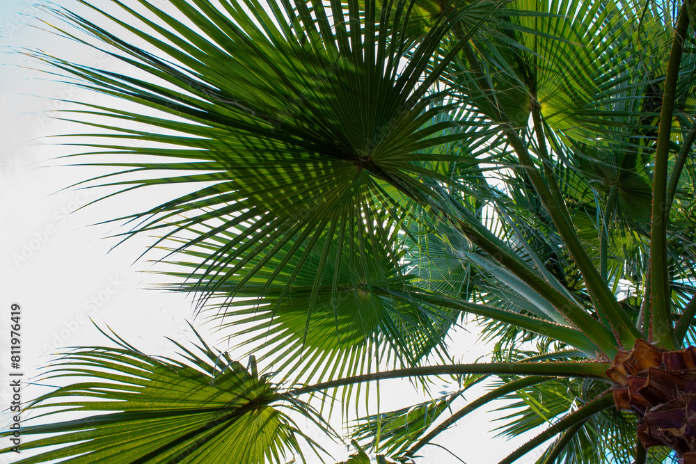 Palm trees background. Coconut palm trees, beautiful tropical background