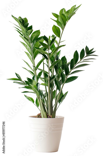 A tall houseplant with glossy green leaves in a sleek white pot.
