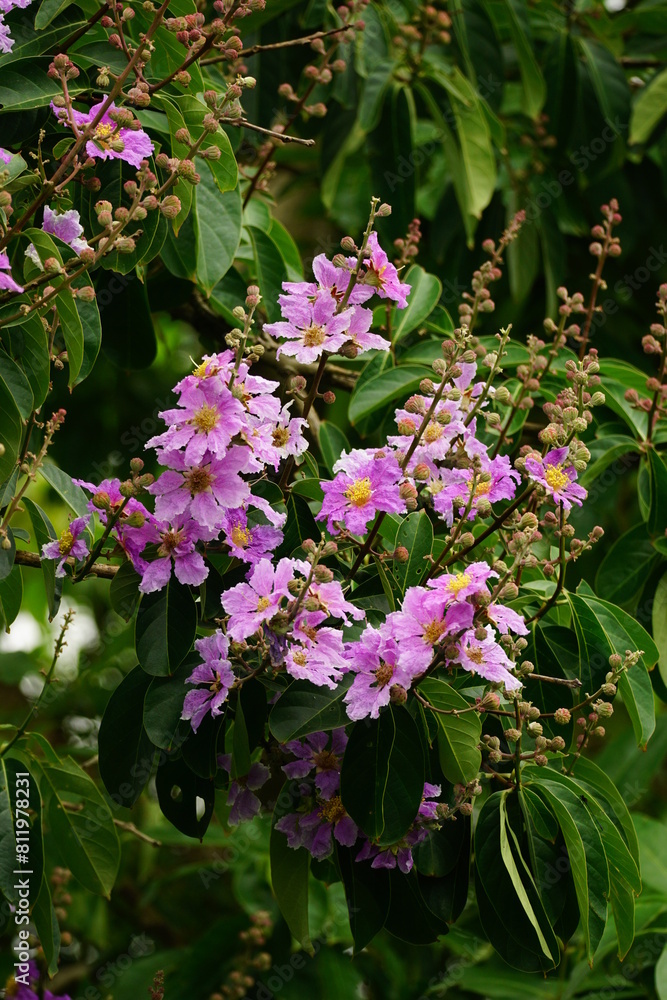Fototapeta premium Lagerstroemia speciosa flowers bloom on the tree