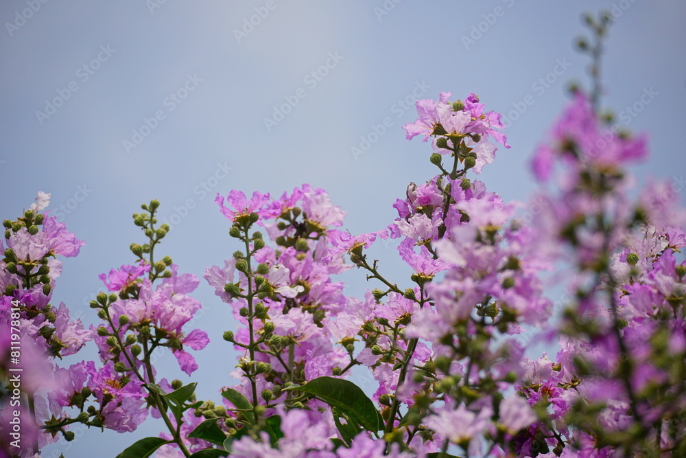 Lagerstroemia speciosa flowers bloom on the tree Lagerstroemia speciosa flowers bloom on the tree