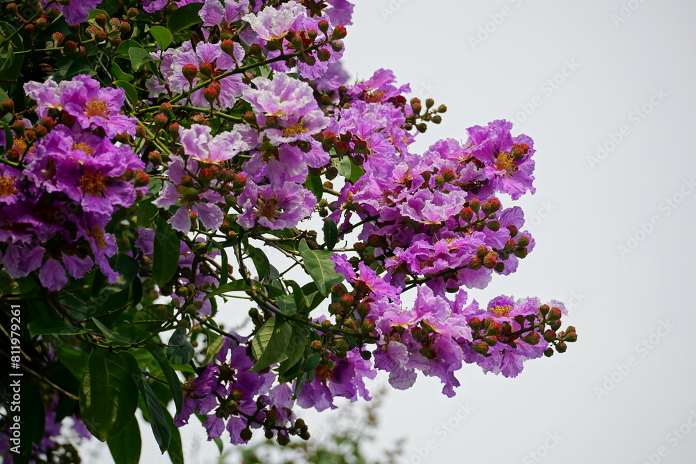 Lagerstroemia speciosa flowers bloom on the tree Lagerstroemia speciosa flowers bloom on the tree