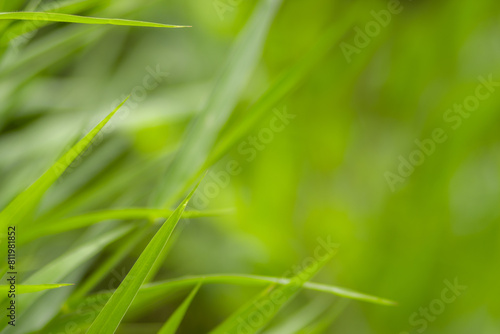 Green meadow grass blur background