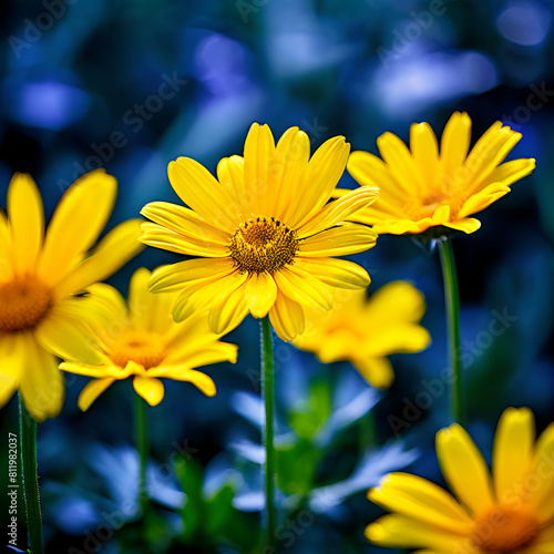 Yellow Daisy Flowers Landscape photograph