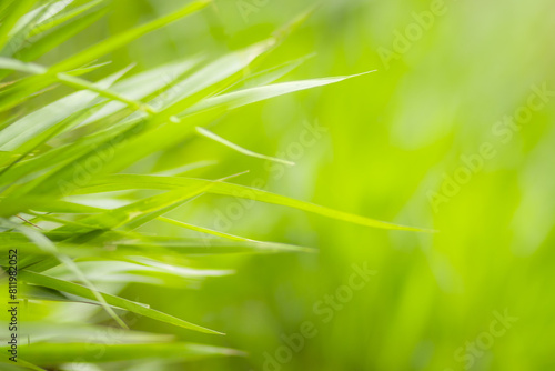 Green meadow grass blur background