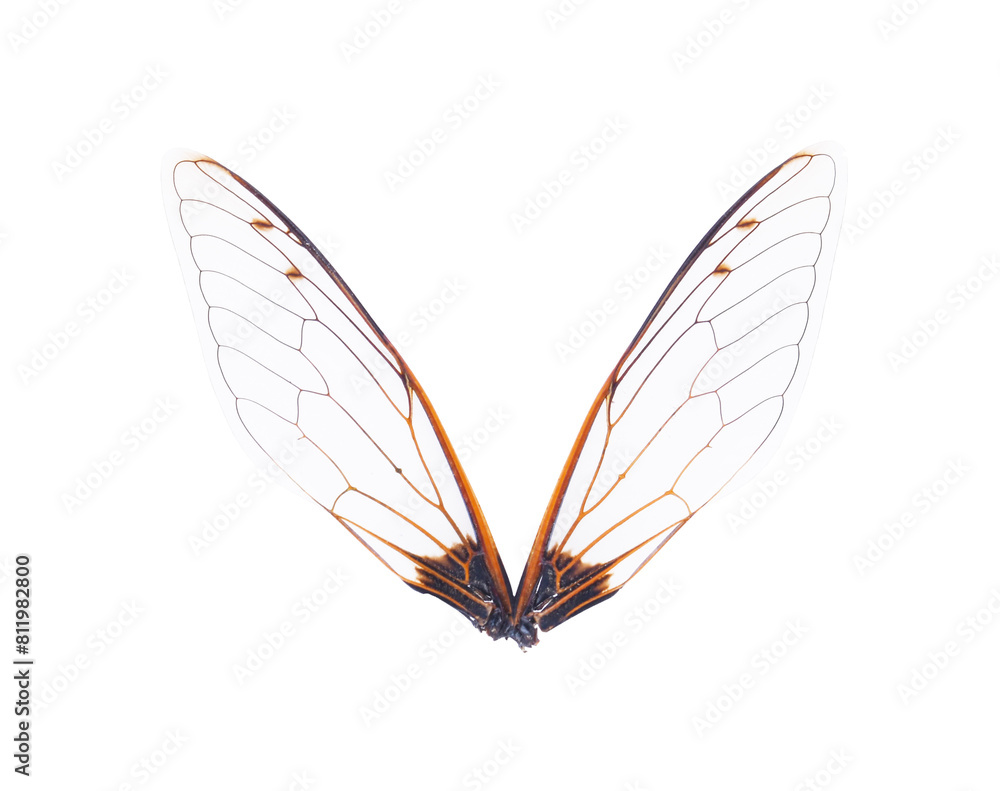 Fototapeta premium Insect wings on transparent png
