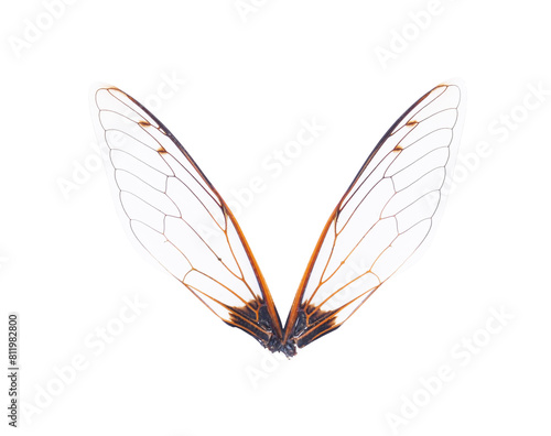 Insect wings on transparent png photo