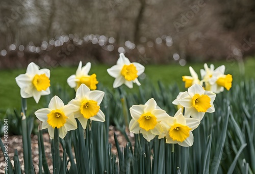 A view of some Daffodils in a garden