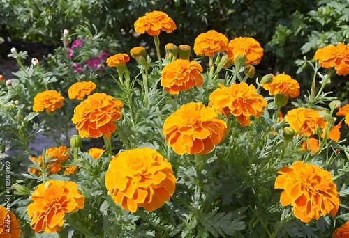 A view of some Marigolds in a Garden © Simon Edge