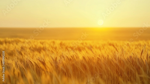 Golden sunset over vibrant wheat field