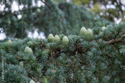 Cedar Cones