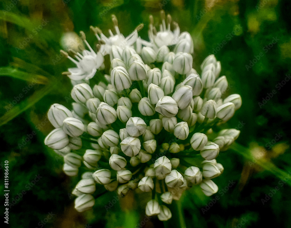 Onion flower plant or allium cepa with green blurred background. Onion flower plant or allium cepa with green blurred background.