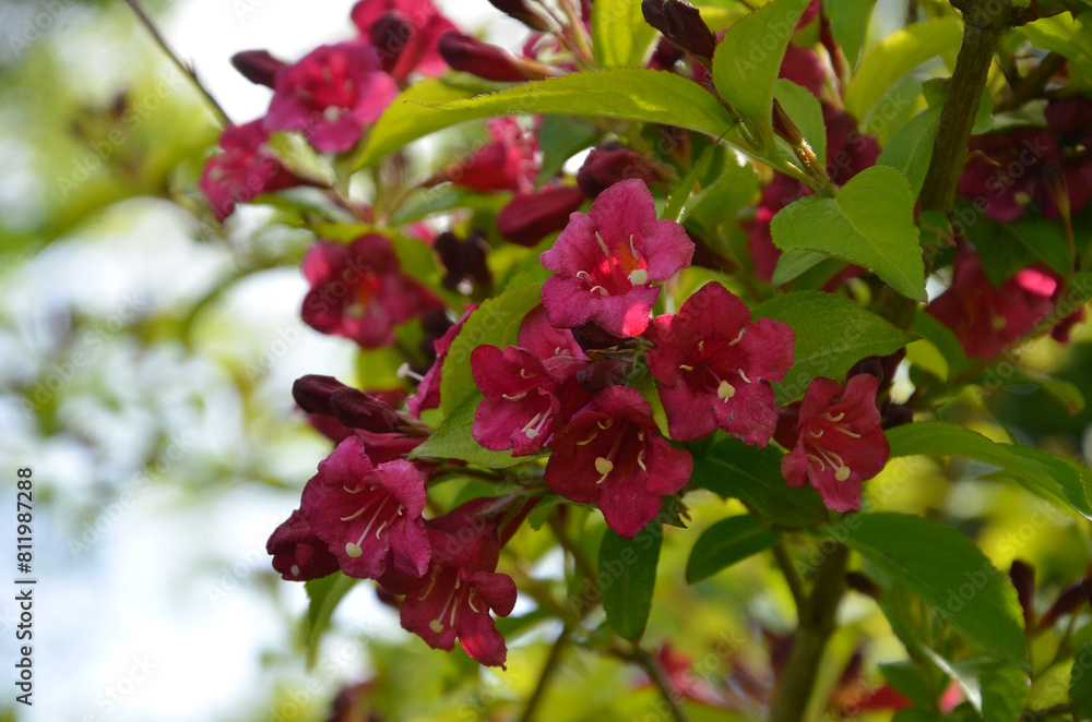 Blooming branch with magenta flowers ,buds and leaves of weigela 'Bristol Ruby'. Landscaping, gardening, planting flowering bushes concept. Free copy space. Blooming branch with magenta flowers ,buds and leaves of weigela 'Bristol Ruby'. Landscaping, gardening, planting flowering bushes concept. Free copy space.