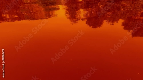 Bloody-red colors of water at very large blue-green algae bloom, coastal trees reflection on the water surface
 photo