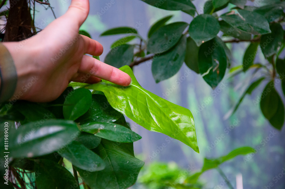 Hand touch bright color green leaf in summer jungle nature. Copy space banner advertisement Hand touch bright color green leaf in summer jungle nature. Copy space banner advertisement