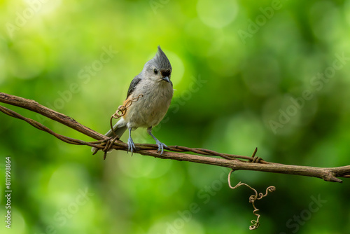 Tufted Titmouse perched on a vine