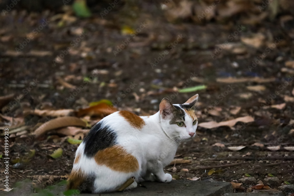 Close up cat is sit down and cute in garden Close up cat is sit down and cute in garden