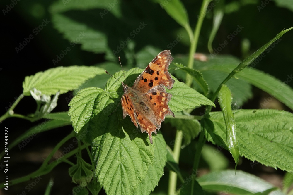 A European Comma butterfly (Polygonia c-album)